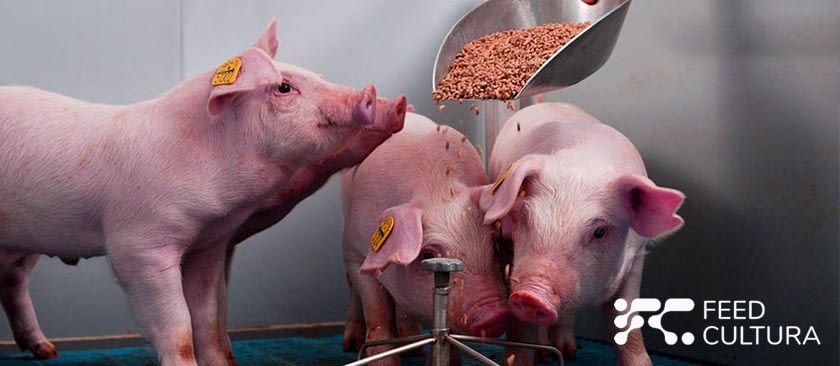 Польза применения кормовых добавок для свиней